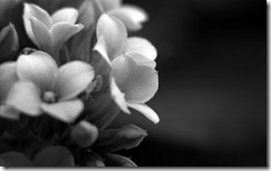 Wallpaper__Elegant_1680_x_1050_by_beanhugger