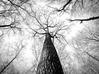 black-and-white-branches-tree-high