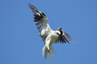 White-tailed_Kite_JasonCrotty_FlickrCC_314
